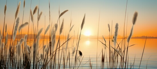 Bulrushes in Lois Hole preservation area with a serene background providing ample copy space image
