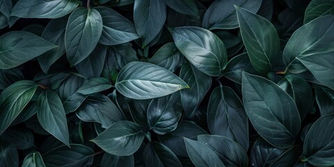 Macro leaves background top view dark green.