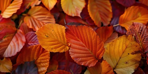 Obraz premium Macro leaves background top view orange.