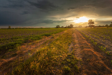 Dirt road through fields and sunset with storm clouds