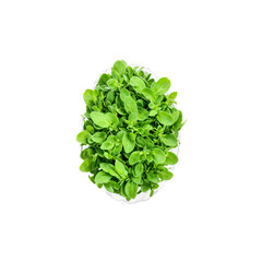 Obraz premium Fresh marjoram leaves bright green color oval shape fuzzy texture Food and culinary concept