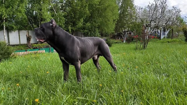 Cane Corso dog eating grass on backyard, guardian dog, horizontal footage