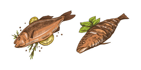 Hand-drawn colored vector sketch of barbecue fish. Doodle vintage illustration. Decorations for the menu of cafes and labels. Engraved image.