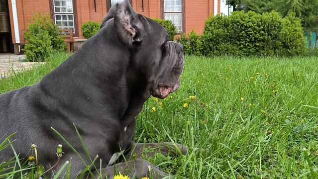 Cane Corso dog eating grass on backyard, horizontal footage.