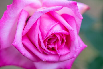 雨で水滴がついて綺麗なピンク(pink)なバラの花