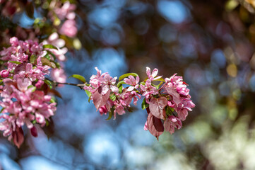 Close-Up of Pink Blossoms in a Sunny Spring Park. Shallow depth of feld