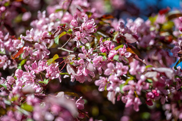 Close-Up of Tree With Pink Flowers. Background with selective focus and copy space.