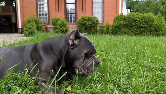Cane Corso dog eating grass on backyard, horizontal footage.
