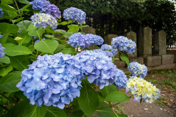 鎌倉245　荏柄天神社30　紫陽花