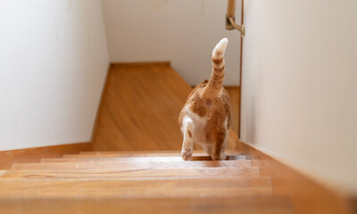 階段を下りる猫　茶トラ白