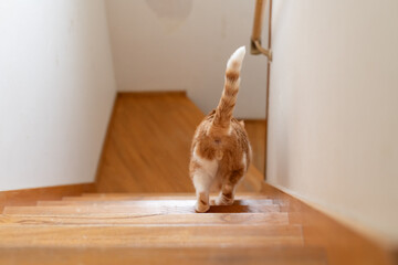 階段を下りる猫　茶トラ白