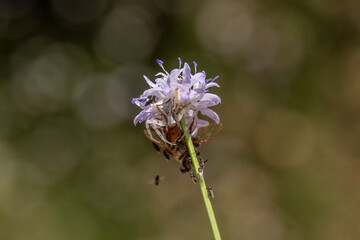 Close up of a White Crab Spider scientific name Thomisus onustus with  it's honey bee prey on a small white Cephalaria flower in northern Israel.
