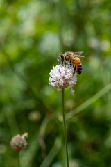 Close up of a Honey bee on the small white flower with purple stamen called Jaffa Scabious...