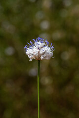 Close up of the small white flower with purple stamen called Jaffa Scabious scientific name...