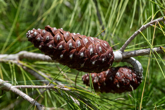 Close up of pinecone on a branch with a blurred background in Israel
