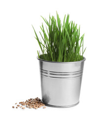 Potted wheat grass and seeds isolated on white
