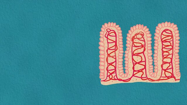 Detailed Close-Up of Villi Structure in Human Digestive Tract, Intestinal Microanatomy