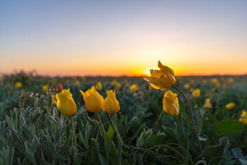 Field of yellow wild tulips with a sun in the background. The sun is setting, creating a warm and...