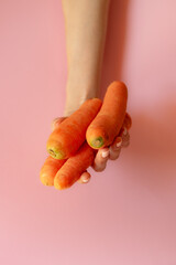 hands holding carrots on pink background