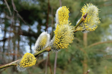 Yellow flowering willows - Salix caprea with willow kittens blurred background © fotosenukas