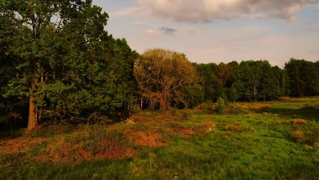 Woodland nature reserve in England wide aerial 