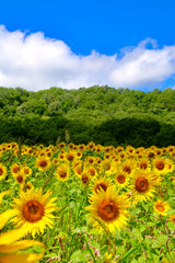 三ノ倉高原のヒマワリ（福島県・喜多方市）