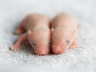 Portrait of two blind hairless little mice on a gray background, the sixth day of the life of a...