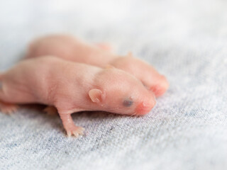 Side view of two blind hairless little mice on a gray background, sixth day of mouse life, fancy...