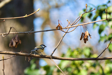 Obraz premium Great tit on branches in a bush. Bird species with black head and breast. Finch species