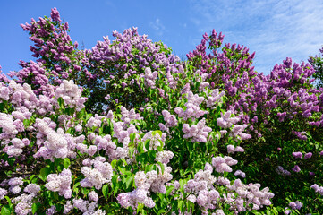 Fototapeta premium Bushes of blooming pink and purple lilacs on the background of the sky.