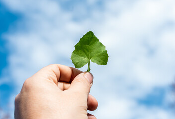Hand Holding Green Leaf - Nature and Environment