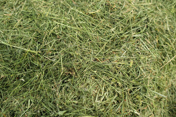 Mowed chopped hay. Mowed grass. Texture. Mulch. Mowed chopped grass on the lawn.