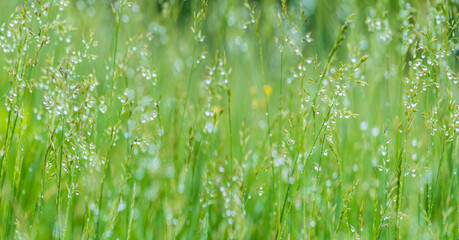 green grass with dew. panoramic view of the fields on a rainy day