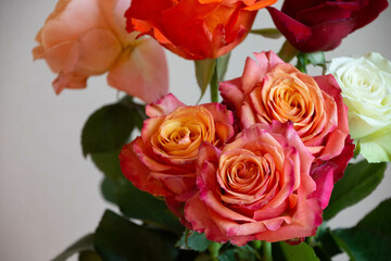 色とりどりのバラ