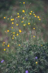 Yellow flowers against green grass. Buttercup flowers in the field (Ranunculus acris) with soft...