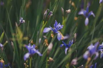 Blue flowers Iris versicolor beautifully blooming in the garden