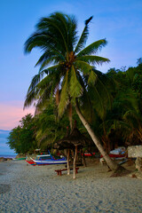 Beach of a tropical island. View of a palm tree and boats on the sandy beach of a tropical island.