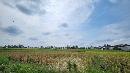 Obraz premium field of wheat and clouds