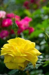 yellow rose in the garden