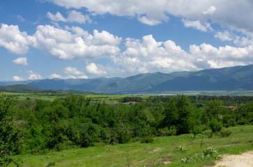 Naklejka premium forest in the mountains