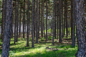 trees in the forest