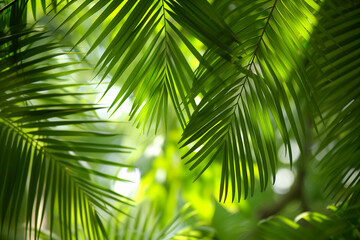 Palm tree leaves waving