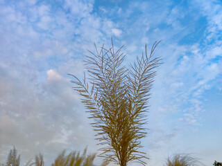 Beautiful white kash or kans grass flower