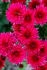 Obraz premium Beautiful cosmos flowers blooming in garden