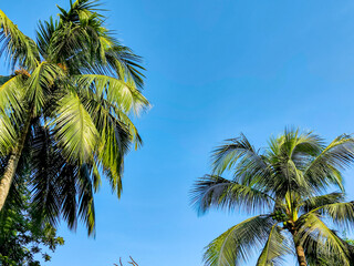 Green coconut trees by the beach, clear blue sky