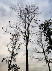 Tree trunks and branches without leaves from below in Autumn