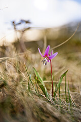 Erythrone fleur altitude mauve Pyrénées Ariège © mathisprod