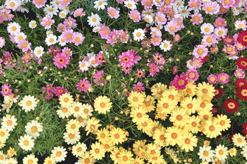 margherite colorate, colorful daisies