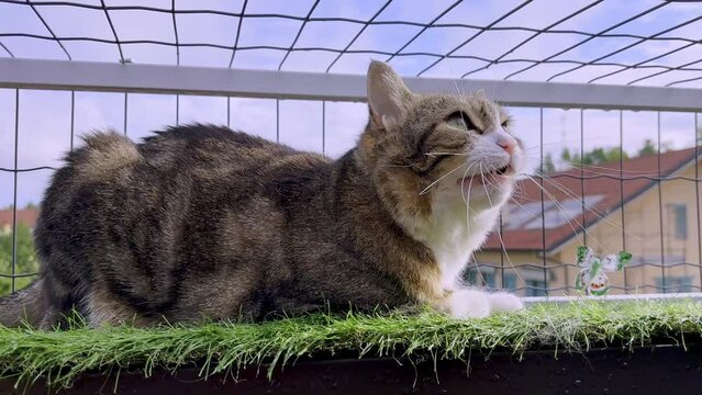 gattina che smiagola al corvo, kitten mewing at the crow