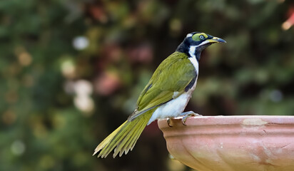 Australian juvenile Blue-faced Honeyeater (Entomyzon cyanotis) perching on a birdbath in Noosa, Queensland, Australia.